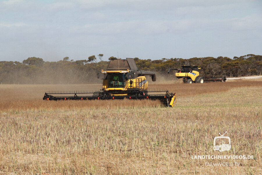 Two New Holland combines on a  1200 hectare canola field in Western Australia.jpg